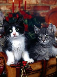 Other Wallpapers 0550